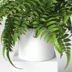 Boston Fern - Threshold™ -WarmWhisper Store GUEST 3cbf8c34 f3f7 4bfa a5a1 7c1c2936c266
